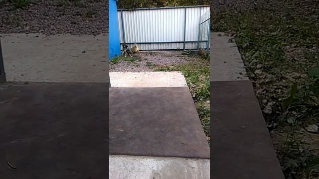 Щенки кавказской овчарки.