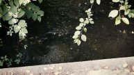 Petunia's journey, a Kirkland Stormwater System Tale.