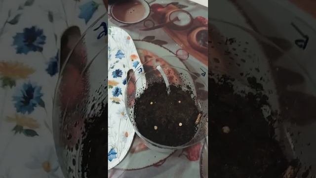 Фитильный полив и посев семян с кипятком .