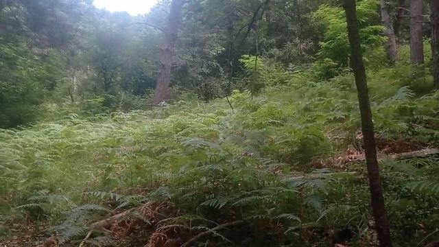 LA GIROLLE. La Trouver. La Reconnaitre. La conserver