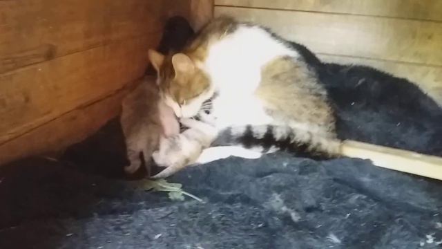 РОЖДЕНИЕ КОТЯТ