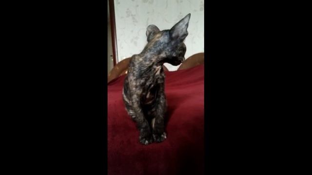 #Сфинкс Браш-она благородная,ушастая, но Мышель- Sphinx Brush - she is noble, eared, but a Mouser +
