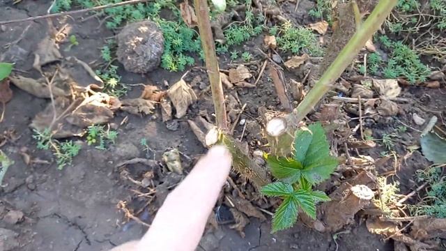 Ежевика Чёрная Магия 27.09.2023год.