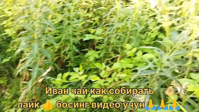 как правильно собирать иван-чай, что это иван-чай #иванчай