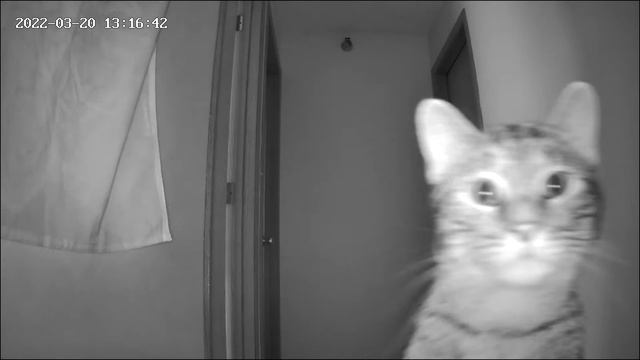 В интернете появилось видео, на котором кот обнаружил камеру наблюдения, установленную хозяином д...