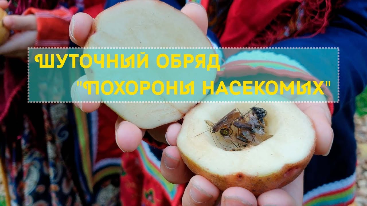 Шуточный обряд 'Похороны насекомых'.