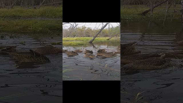 20240903_151509.mp4