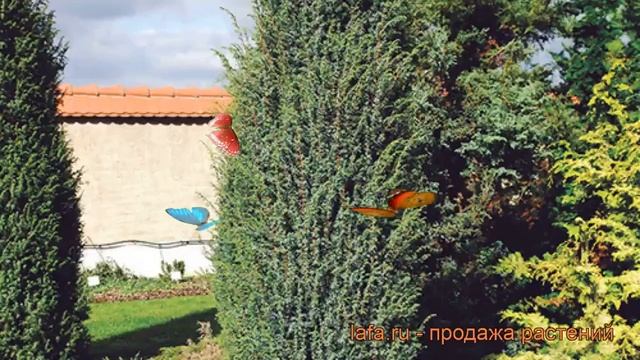 Можжевельник обыкновенный Мэйер ? обзор: как сажать саженцы можжевельника Мэйер
