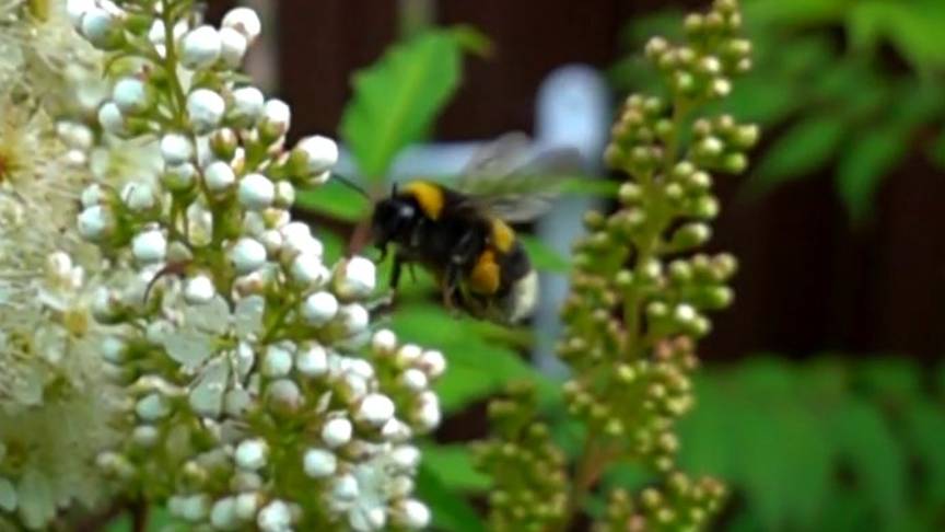 FLIGHT OF THE BUMBLEBEE SLOW MOTION ПОЛЁТ ШМЕЛЯ СЛОУМО