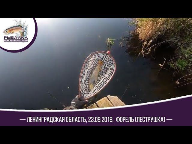 Рыбалка форель пеструшка Ленинградская область. 23.09.18г.