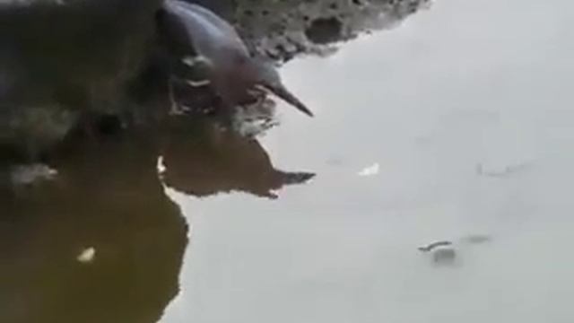 Ловля рыбы на хлеб