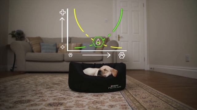 PURINA® PRO PLAN® OPTISTART® : aidez-le à prendre le meilleur départ dans la vie