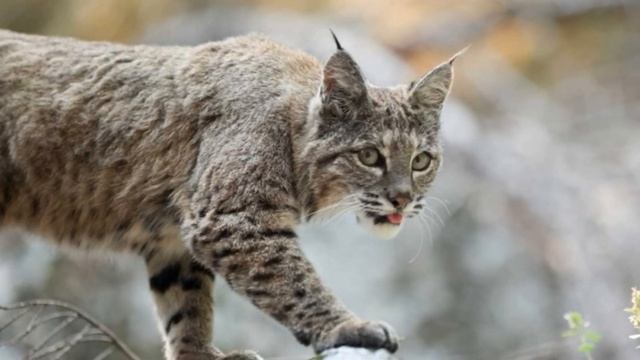 Семья обнаружила рысь на месте своей собаки ! Как такое возможно?