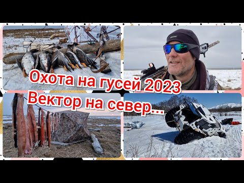 Охота на гусей 2023. Вектор на север...