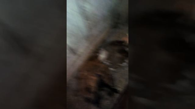 Как висижуют индо качки яйца