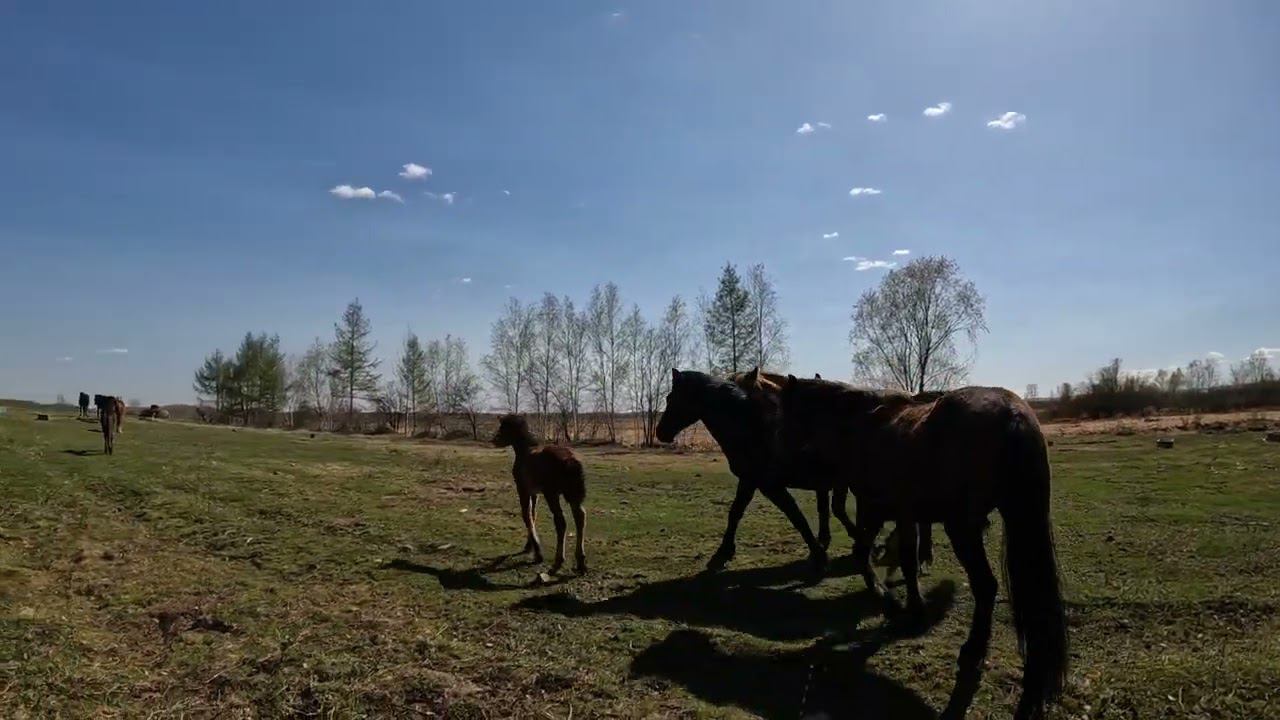 Переговоры с соседями медведей.