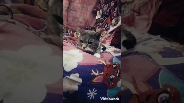 КОТИКА РАЗБУДИЛИ#МИЛАХА#CAT#show#reels#top#trend#dream#sorts#sweet#happy#baby#kids#like#instagram#А4