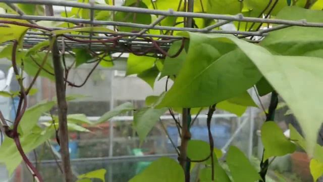 Early September (Autumn) Allotment Update - Grow Fruit & Vegetables - Shokher Bagan 2020