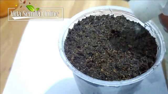 Como Germinar semillas de Lisianthus  (Eustoma grandiflorum) paso a paso con resultados