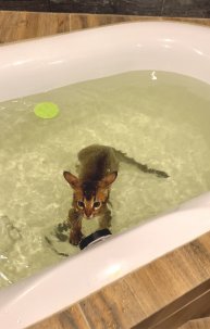 Котенок чаузи - Ихтиандр 🐠 Обожает плавать в ванной