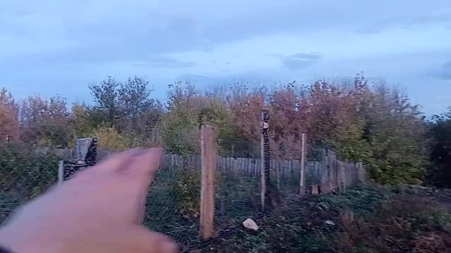 Осенняя посадка груши !
