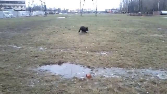 Прогулка с Белой, большая палка(1)