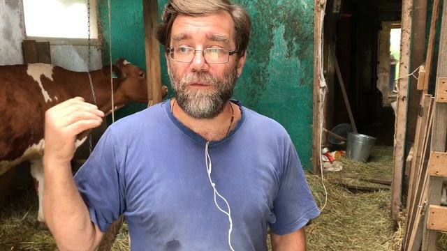 Как выбрать корову и где мы покупаем нетелей айрширской породы для своей экофермы