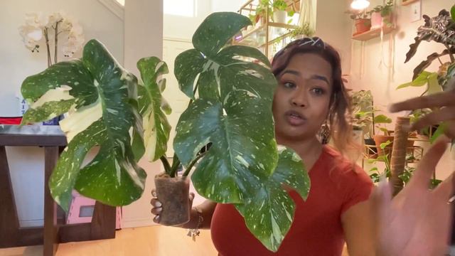 Monstera Thai Constellation Unboxing Etsy