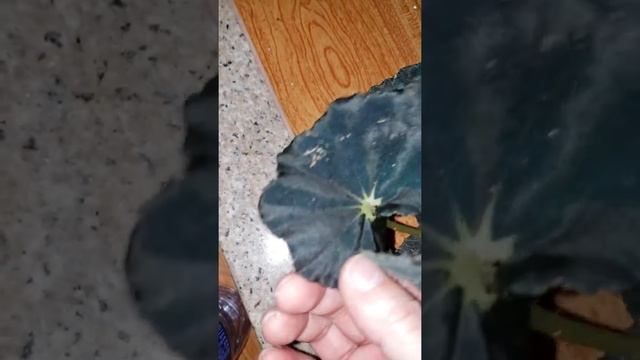 Begonia black mambo