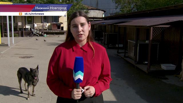 В Нижнем Новгороде отпраздновали Международный день кошек