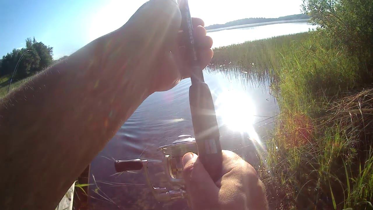 Летняя рыбалка. Утренний клёв краснопёрки. Рыбалка на озере в Псковской области.