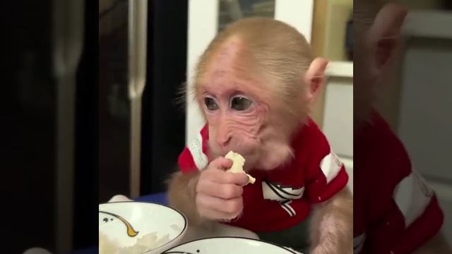 обезьянка обжора- завтрак китайцев