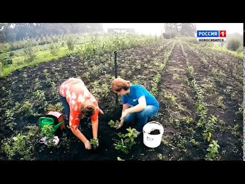 20170812 Посадка клубники в осенний период Шубина Людмила Николаевна Сад Шубиной