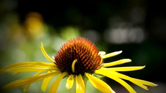 SAMSUNG NX20 Movie Sample 01