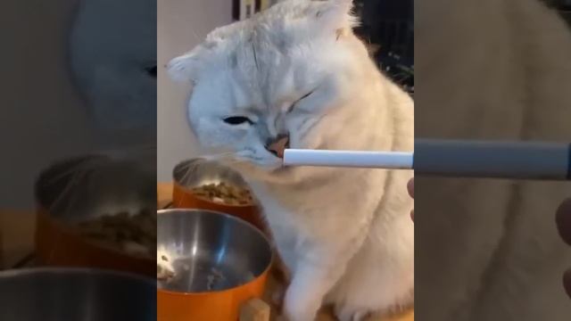 КОШКИ 2023 Смешные коты приколы с котами до слез - Смешные кошки 2023 - Funny Cats