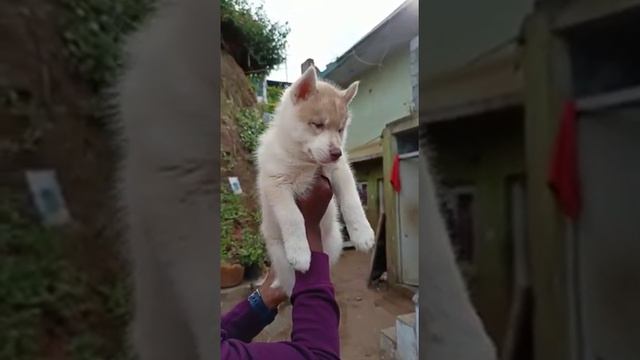 Husky. Blue eyes  huly  coat   huge size  male puppy available contact:-  9845244000