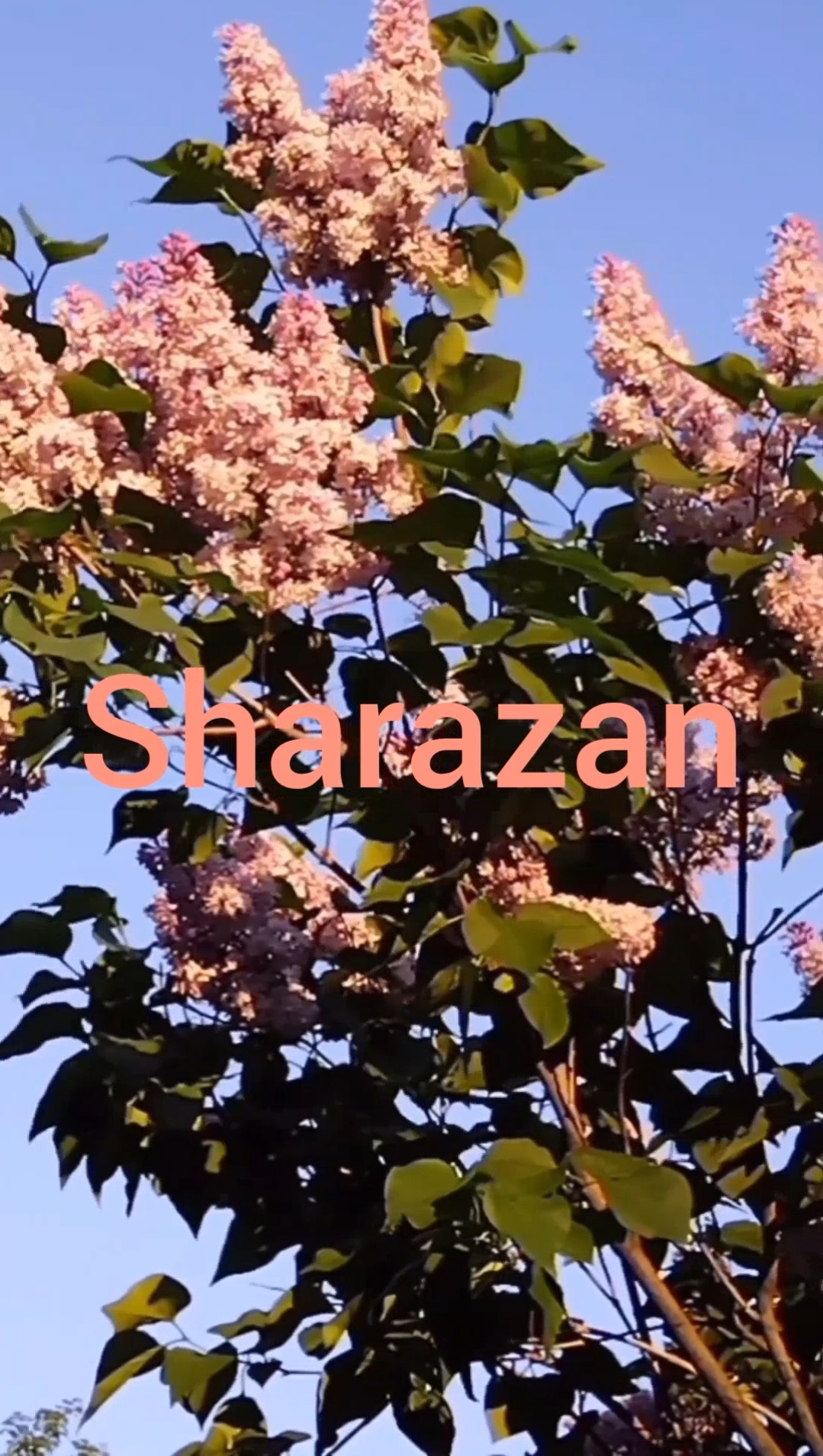 "Sharazan" #cover #песня о прекрасной стране, где никогда не заканчивается  лето и хочется летать.