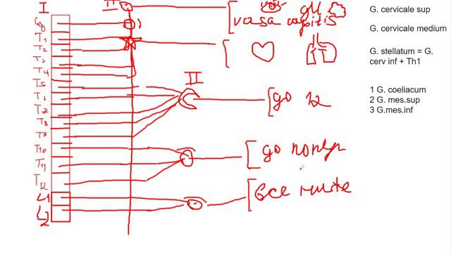 Вегетативная нервная система за 10 минут. Симпатическая и парасимпатическая части