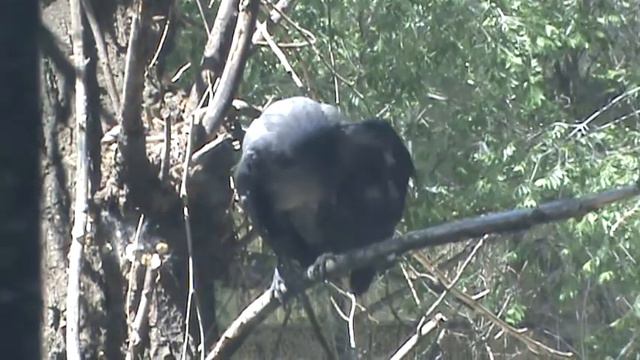 Young crow. 仔烏