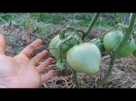 Фитофтора на томатах развивается. Какая причина?