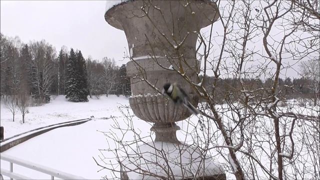Волшебный зимний Павловский парк.