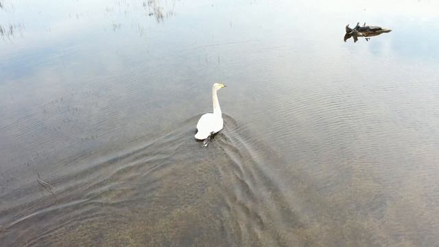 Лебедь