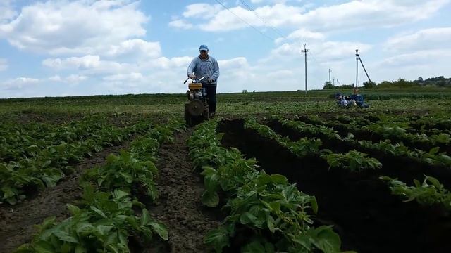 Как подсыпать/окучивать картошку с помощью мотоблока. Мотоблок НЕВА