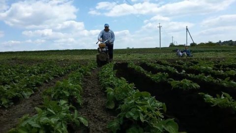 Как подсыпать/окучивать картошку с помощью мотоблока. Мотоблок НЕВА
