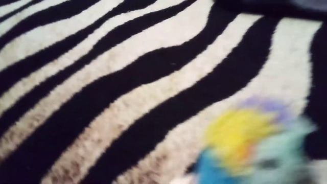 ёжик хабик vs ёжика габика