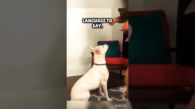 Реакция этой глухой собаки на язык жестов растопит ваше сердце 🥰