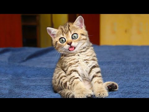 ПРИКОЛЫ С КОШКАМИ И СОБАКАМИ Я РЖАЛ ЦЕЛЫЙ ЧАС ? СМЕШНЫЕ ЖИВОТНЫЕ  ПОПРОБУЙ НЕ ЗАСМЕЯТЬСЯ!