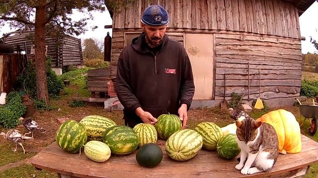 Арбузы тыква кабачки  Из города в деревню