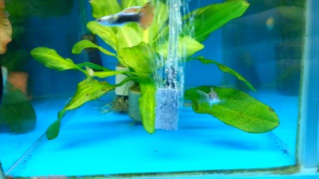 Компрессор aPump