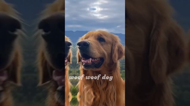 💗Эдит золотистый ретривер🐶✨